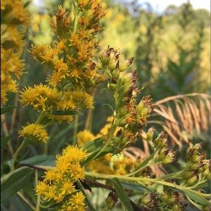 Meet your Posher, Sofiya